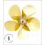 Raboesch 70mm 5 Blade L/H Brass A-Type Propeller M4 - view 1